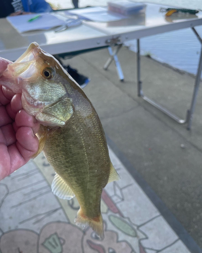 ブラックバスの釣果