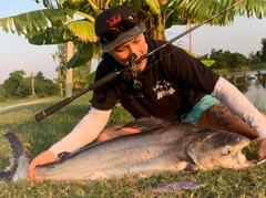 メコンオオナマズの釣果