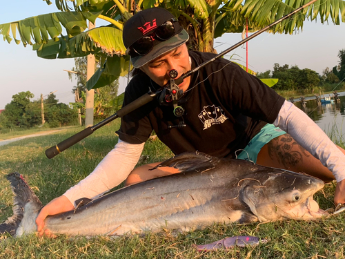 メコンオオナマズの釣果