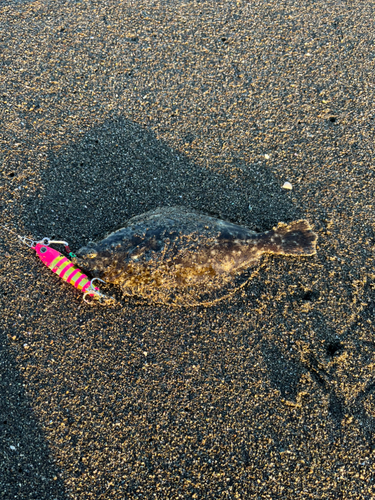 ソゲの釣果