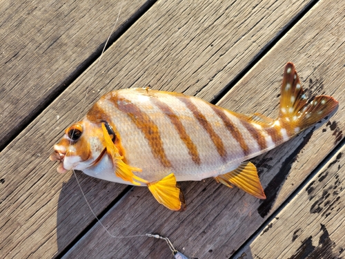 タカノハダイの釣果