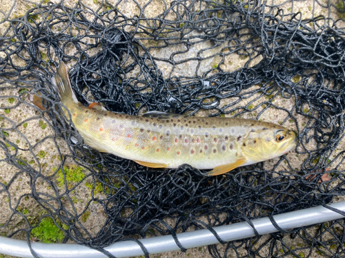 ブラウントラウトの釣果