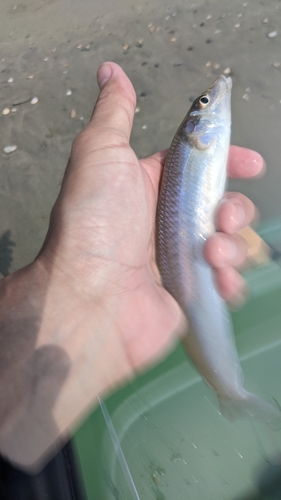 シロギスの釣果