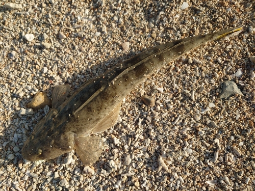 ミナミマゴチの釣果