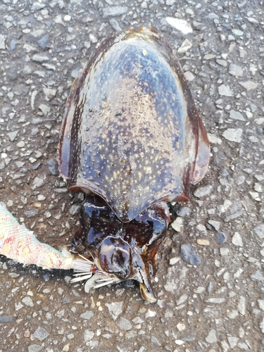 コウイカの釣果