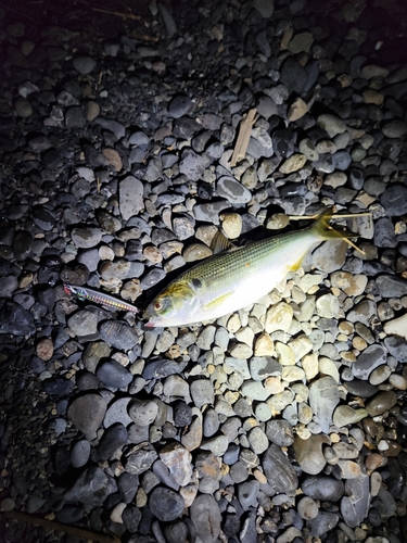 コノシロの釣果