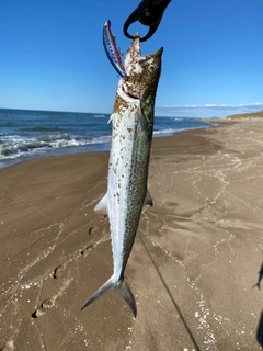 サゴシの釣果