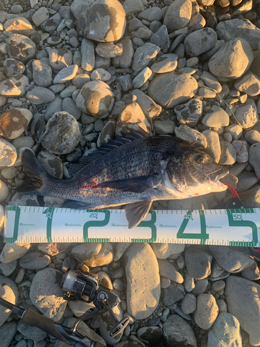 クロダイの釣果