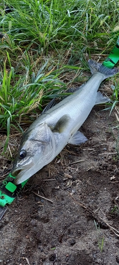 スズキの釣果