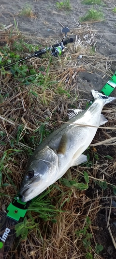 スズキの釣果