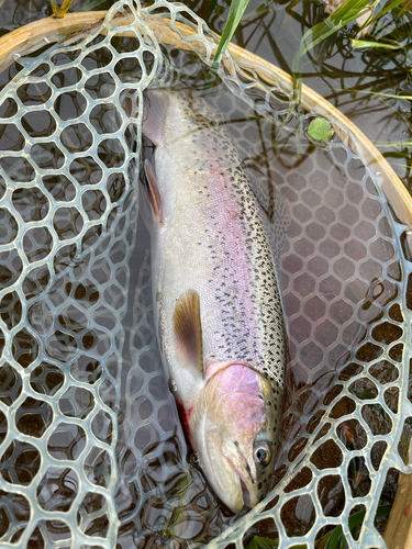 ニジマスの釣果