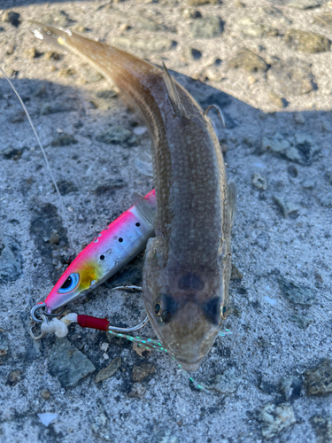 エソの釣果