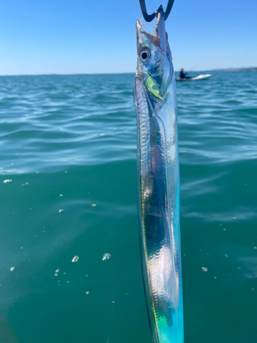 タチウオの釣果