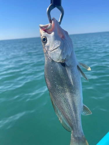 イシモチの釣果