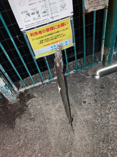 タチウオの釣果