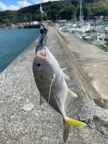 ツバスの釣果