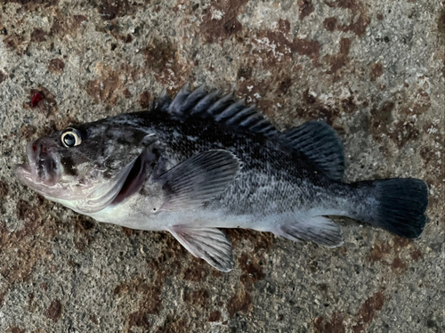 クロソイの釣果