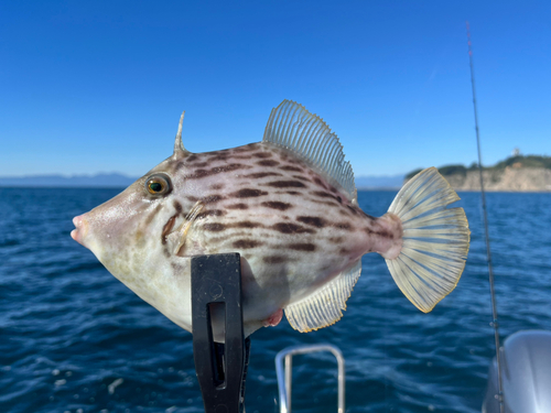 カワハギの釣果