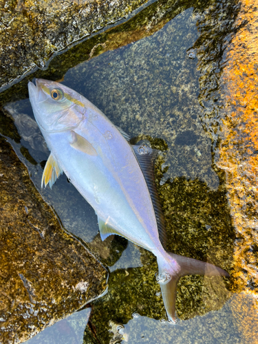 ネリゴの釣果