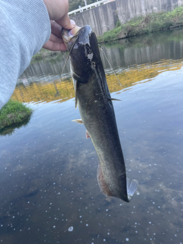 ナマズの釣果