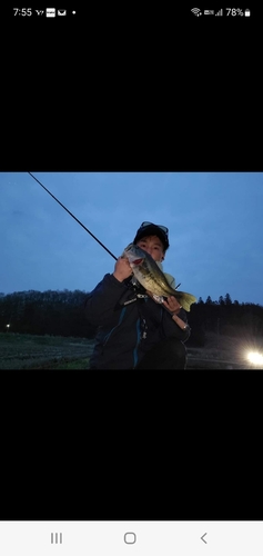 ブラックバスの釣果