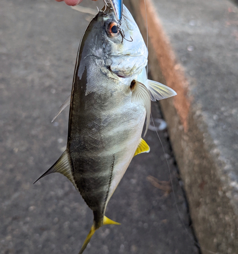 メッキの釣果