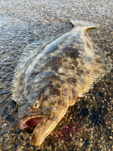 ヒラメの釣果