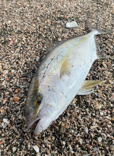 ショゴの釣果