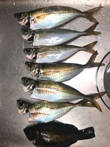 アジの釣果