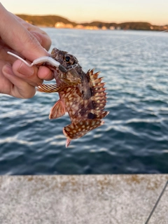 アラカブの釣果