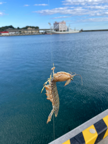 イシガニの釣果