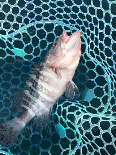 マハタの釣果