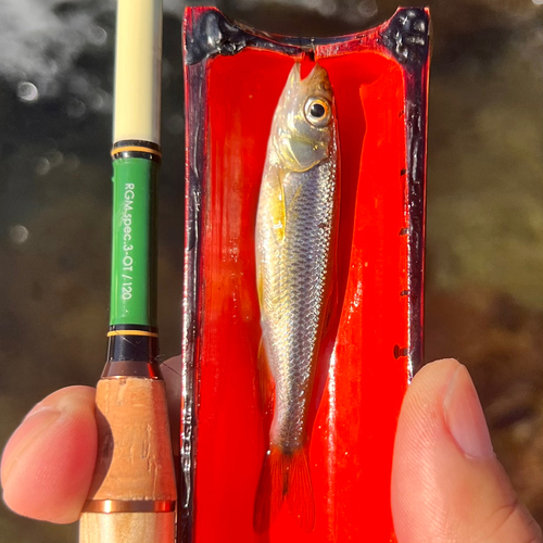 カワムツの釣果