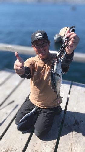 ソウダガツオの釣果