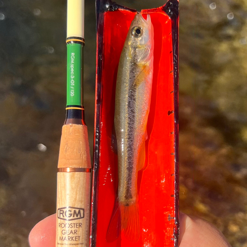 アブラハヤの釣果