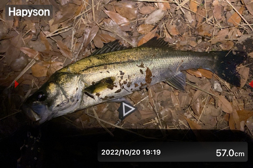 フッコ（マルスズキ）の釣果