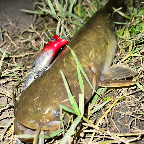 ナマズの釣果