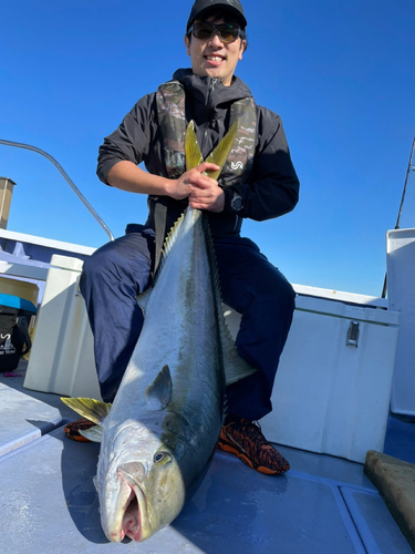 ヒラマサの釣果