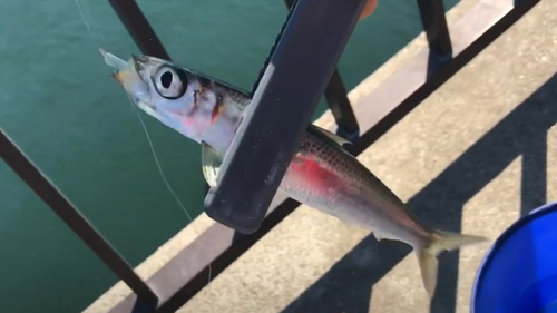 ウルメイワシの釣果