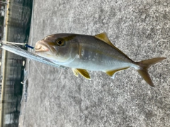 カンパチの釣果