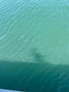 イワシの釣果