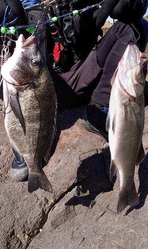 ヒラスズキの釣果