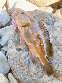 アカハタの釣果