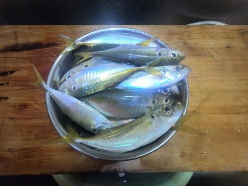 アジの釣果