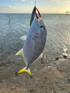 ガーラの釣果