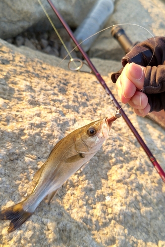 セイゴ（マルスズキ）の釣果