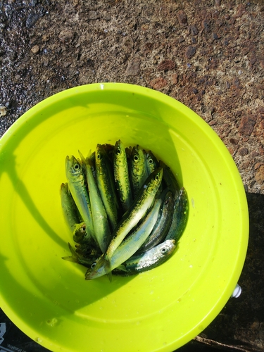 イワシの釣果