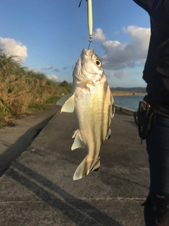 クワガナーの釣果