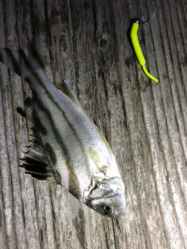 コトヒキの釣果