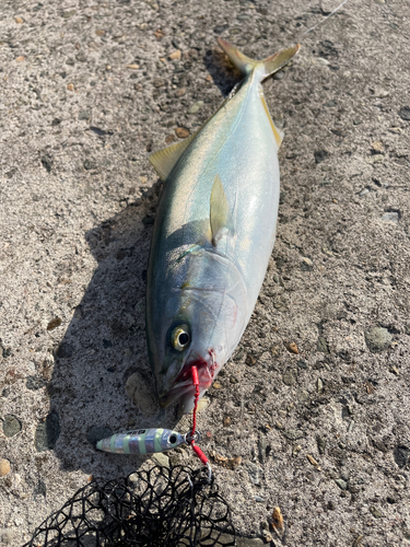 ワカシの釣果